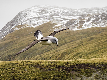 Adult grey-headed albatross, Thalassarche chrysostoma, returning to nest site at Elsehul, South Georgia Island, Atlantic Ocean