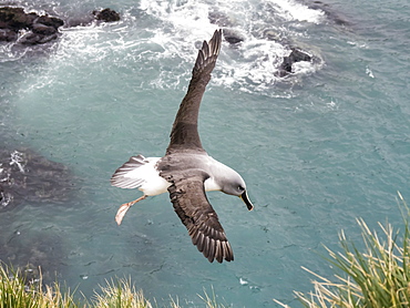 Adult grey-headed albatross, Thalassarche chrysostoma, returning to nest site at Elsehul, South Georgia Island, Atlantic Ocean