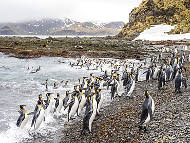 Adult king penguins, Aptenodytes patagonicus, leaving the sea after feeding in Right Whale Bay, South Georgia Island, Atlantic Ocean