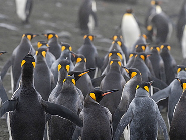 Small group of adult king penguins, Aptenodytes patagonicus, in Gold Harbour, South Georgia Island, Atlantic Ocean