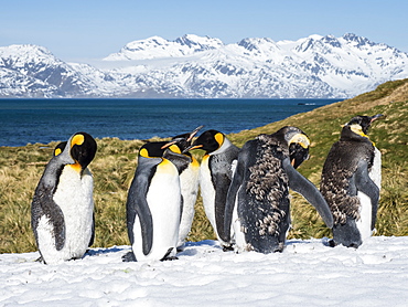 Moulting adult king penguins, Aptenodytes patagonicus, in the snow at Grytviken, South Georgia Island, Atlantic Ocean