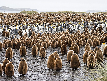 Oakum boy king penguin chicks, Aptenodytes patagonicus, amongst adults at Salisbury Plain, South Georgia Island, Atlantic Ocean