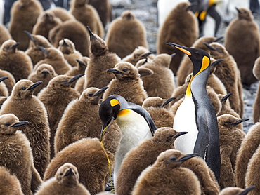 Adult king penguins, Aptenodytes patagonicus, amongst chicks at Salisbury Plain, South Georgia Island, Atlantic Ocean