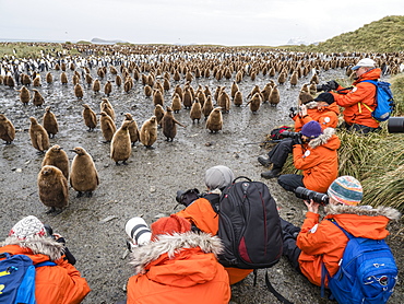 Tourists photographing king penguin chicks at Salisbury Plain, South Georgia Island, Antarctica