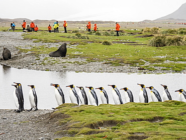 Adult king penguins, Aptenodytes patagonicus, amongst tourists in Fortuna Bay, South Georgia Island, Atlantic Ocean