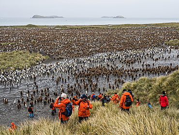 King penguin chicks and bird watching tourists on Salisbury Plain, South Georgia Island, Antarctica