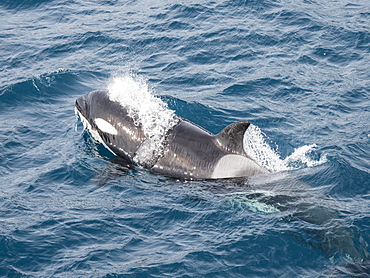 Adult female Type A killer whales, Orcinus orca, surfacing near Stromness Harbour, South Georgia Island, Atlantic Ocean