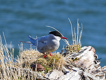 An adult Antarctic tern, Sterna vittata, at Grytviken, South Georgia Island, Atlantic Ocean