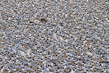 Elegant tern (Thalasseus elegans) breeding colony, Isla Rasa, Gulf of California (Sea of Cortez), Baja California, Mexico, North America