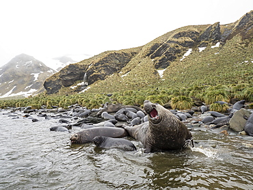Adult bull southern elephant seal, Mirounga leonina, with female and pup, Gold Harbour, South Georgia Island, Atlantic Ocean