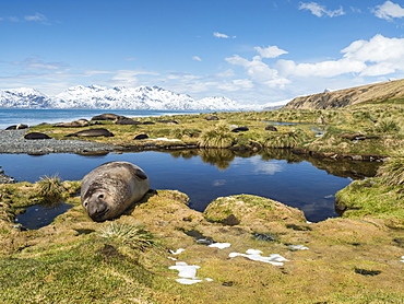 Adult bull southern elephant seal, Mirounga leonina, hauled out at Grytviken, South Georgia Island, Atlantic Ocean