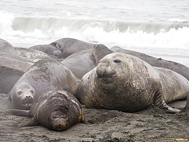 Young bull southern elephant seal, Mirounga leonina, sneaking near female, Gold Harbour, South Georgia Island, Atlantic Ocean