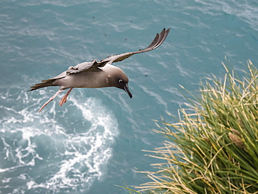 An adult light-mantled albatross, Phoebetria palpebrata, landing at nesting site in Elsehul, South Georgia Island, Atlantic Ocean