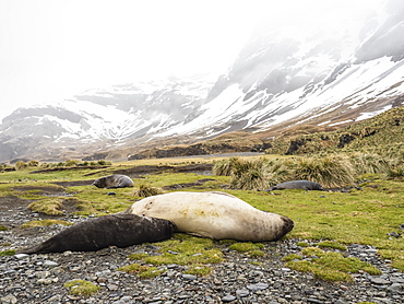 Female southern elephant seal, Mirounga leonina, nursing pup at Fortuna Bay, South Georgia Island, Atlantic Ocean