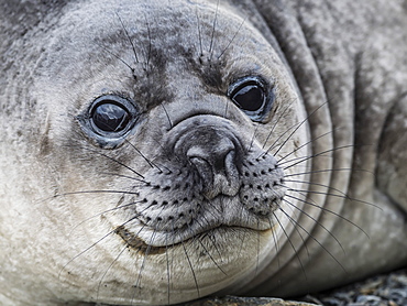 Curious southern elephant seal pup, Mirounga leonina, in Jason Harbour, South Georgia Island, Atlantic Ocean