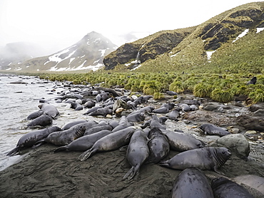 Southern elephant seal pups, Mirounga leonina, newborns and weaned, Jason Harbour, South Georgia Island, Atlantic Ocean