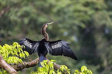 An adult female anhinga, Anhinga anhinga, drying her wings in Tortuguero National Park, Costa Rica, Central America