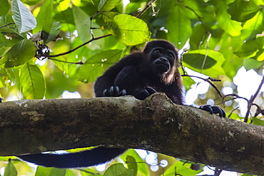 An adult mantled howler monkey, Alouatta palliata, in the forest of Caletas Reserve, Osa Peninsula, Costa Rica, Central America