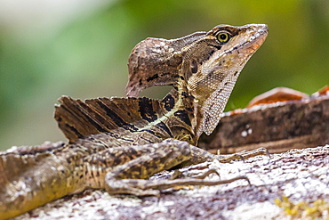 An adult male common basilisk, Basiliscus basiliscus, in Corcovado National Park, Osa Peninsula, Costa Rica, Central America