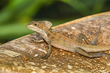 A juvenile male common basilisk, Basiliscus basiliscus, in Tortuguero National Park, Costa Rica, Central America