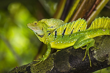 An adult male plumed basilisk, Basiliscus plumifrons, Cano Chiquerra, Tortuguero National Park, Costa Rica, Central America