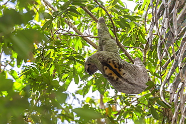 An adult male brown-throated sloth, Bradypus variegatus, in Manuel Antonio National Park, Costa Rica, Central America