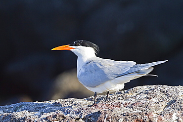 Elegant tern (Thalasseus elegans, Isla Rasa, Gulf of California (Sea of Cortez), Baja California, Mexico, North America