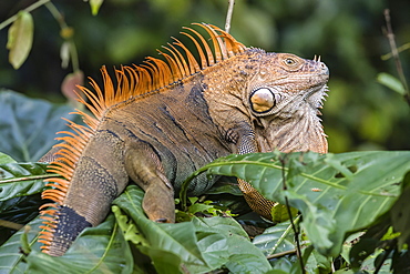 An adult male green iguana, Iguana iguana, in breeding coloration, Tortuguero National Park, Costa Rica, Central America