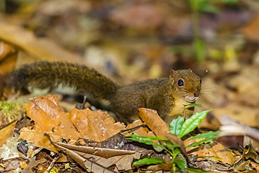 A Central American dwarf squirrel, Microsciurus alfari, Caletas Reserve, Osa Peninsula, Costa Rica, Central America