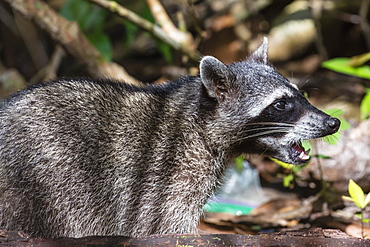 An adult crab-eating raccoon, Procyon cancrivorus, Manuel Antonio National Park, Costa Rica, Central America