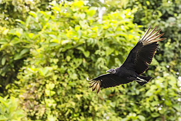 An adult black vulture, Coragyps atratus, in flight at Golfito, Golfo Dulce, Costa Rica, Central America