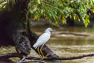 An adult snowy egret, Egretta thula, stalking prey in Tortuguero National Park, Costa Rica, Central America