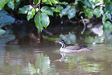 An adult sungrebe, Heliornis fulica, swimming in Cano Chiquerra, Tortuguero National Park, Costa Rica, Central America