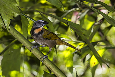 An adult greyish saltator, Saltator coerulescens, Casa Orqu+?deas Botanical Gardens, Golfo Dulce, Costa Rica, Central America