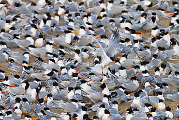 Elegant tern (Thalasseus elegans) breeding colony, Isla Rasa, Gulf of California (Sea of Cortez), Baja California, Mexico, North America