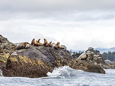 Adult Steller sea lions (Eumetopias jubatus), near SGang Gwaay Island, Haida Gwaii, British Columbia, Canada, North America