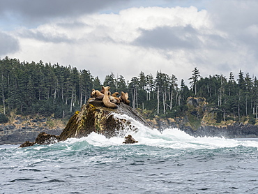 Adult Steller sea lions (Eumetopias jubatus), near SGang Gwaay Island, Haida Gwaii, British Columbia, Canada, North America