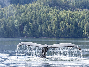 A lone humpback whale (Megaptera novaeangliae), flukes-up dive in Graham Reach, British Columbia, Canada, North America