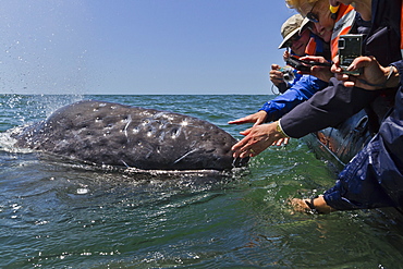 California gray whale (Eschrichtius robustus) and excited whale watchers, San Ignacio Lagoon, Baja California Sur, Mexico, North America