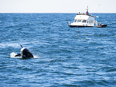 Transient killer whale (Orcinus orca), breaching in the Monterey Bay National Marine Sanctuary, California, United States of America, North America