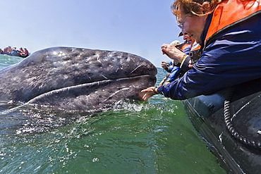 California gray whale (Eschrichtius robustus) and excited whale watchers, San Ignacio Lagoon, Baja California Sur, Mexico, North America