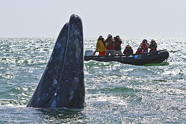 California gray whale (Eschrichtius robustus) and excited whale watchers, San Ignacio Lagoon, Baja California Sur, Mexico, North America