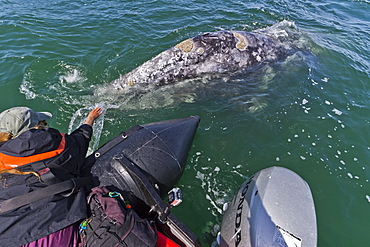 California gray whale (Eschrichtius robustus) and excited whale watcher, San Ignacio Lagoon, Baja California Sur, Mexico, North America