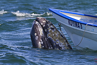 California gray whale (Eschrichtius robustus) close to whale watchers' boat, San Ignacio Lagoon, Baja California Sur, Mexico, North America