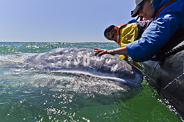 California gray whale (Eschrichtius robustus) and excited whale watchers, San Ignacio Lagoon, Baja California Sur, Mexico, North America