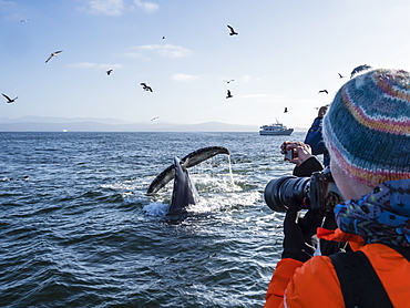 Humpback whale (Megaptera novaeangliae) flukes-up dive in Monterey Bay National Marine Sanctuary, California, United States of America, North America