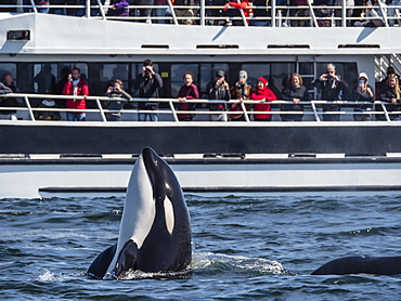 Transient type killer whale (Orcinus orca), spy-hopping near boat in Monterey Bay National Marine Sanctuary, California, United States of America, North America