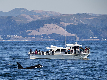 Transient type killer whale (Orcinus orca), surfacing near boat in Monterey Bay National Marine Sanctuary, California, United States of America, North America