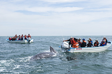 California gray whale calf (Eschrichtius robustus), with whale watchers in San Ignacio Lagoon, Baja California Sur, Mexico, North America