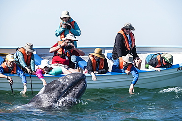 California gray whale calf (Eschrichtius robustus), with whale watchers in San Ignacio Lagoon, Baja California Sur, Mexico, North America